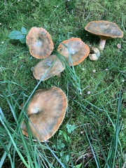 Lactarius deterrimus
