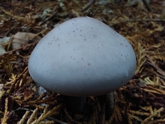 Amanita virosa