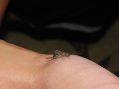 Arachnocephalus vestitus