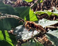 Vespa crabro