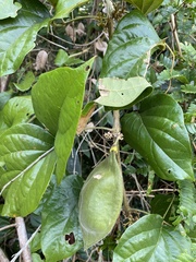 Anemopaegma setilobum