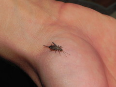 Arachnocephalus vestitus