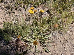 Erigeron aureus