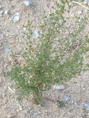 Dittrichia graveolens