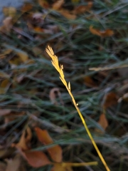 Elymus repens