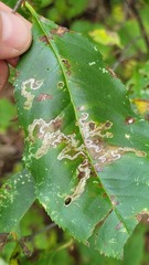 Coptodisca splendoriferella