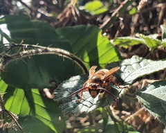 Vespa crabro