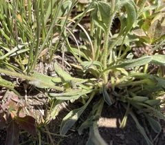 Erigeron aureus