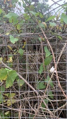 Calystegia sepium