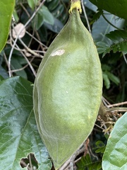 Anemopaegma setilobum