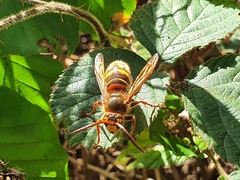 Vespa crabro
