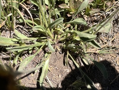 Erigeron aureus