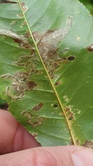 Coptodisca splendoriferella