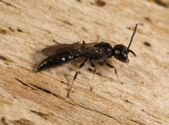 Passaloecus singularis