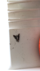 Desmia funeralis