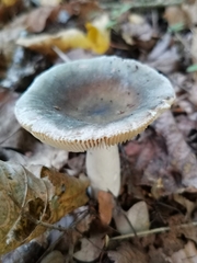 Russula virescens