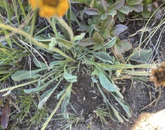 Erigeron aureus