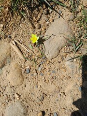 Moraea fugacissima