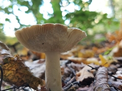 Russula virescens
