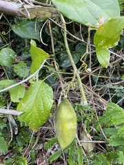 Anemopaegma setilobum