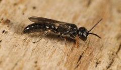 Passaloecus singularis