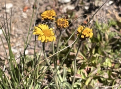 Erigeron aureus