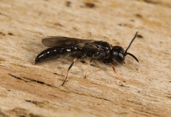 Passaloecus singularis