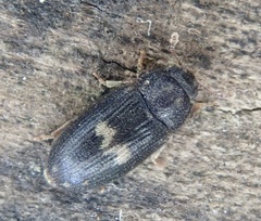 Biphyllus lunatus