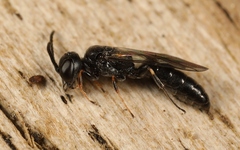 Passaloecus singularis