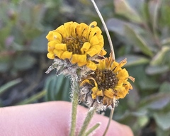 Erigeron aureus
