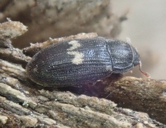 Biphyllus lunatus