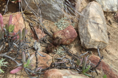 Crassula alpestris
