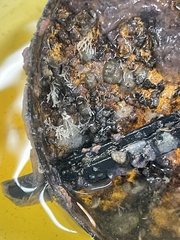 Hydrallmania falcata