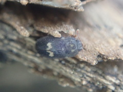 Biphyllus lunatus
