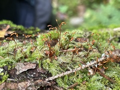 Herzogiella seligeri