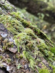 Herzogiella seligeri