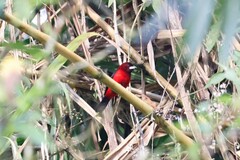 Ramphocelus dimidiatus
