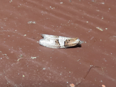 Decodes macdunnoughi