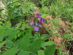 Lathyrus humilis