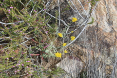 Helichrysum rutilans