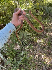 Pantherophis guttatus