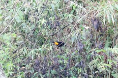 Ramphocelus flammigerus