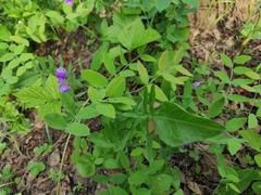 Lathyrus humilis