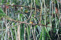 Ramphocelus flammigerus