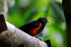 Hypopyrrhus pyrohypogaster