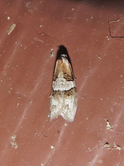 Decodes macdunnoughi