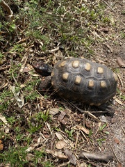 Chelonoidis carbonarius