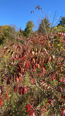 Rhus
