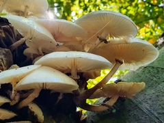 Oudemansiella mucida