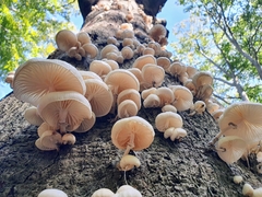 Oudemansiella mucida